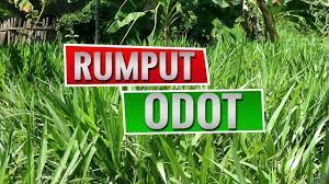 Wheatgrass sangat bermanfaat untuk kesehatan & kecantikan karena alasan ini. Manfaat Rumput Odot Pakan Sapi Youtube