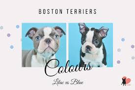 This breed likes to learn and therefore is easy to train. Blue Boston Terrier Rare Colors And Breed Standards Guide With Wicz