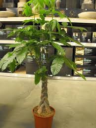 Mexican Fortune Tree Braided Money Tree Pachira Aquatica Money Tree Plant Money Trees Pachira Money Tree