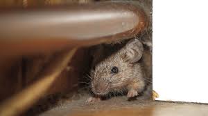 Millions of mice have entered homes in australia. Plague Of Mice Overrun Rural Towns In Australia Loop Caribbean News News