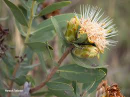 Image result for Protea welwitschii