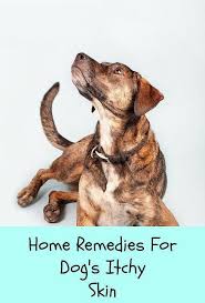 Essential Oils For Animals Dog Itching Dog Itching Remedies Dog Allergies