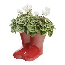 Take old boots and plant some flowers. White Cyclamen Ceramic Welly Diy At B Q