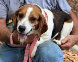 Beagle Rescue Dog For Adoption In Feasterville Pennsylvania Henry Talbot Loves To Snuggle In Feasterv Beagle Rescue Dog Adoption Rescue Dogs For Adoption