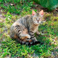 How To Keep Cats Out Of Your Yard Stray Cat Cats Cat Repellant