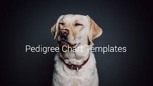 Pedigree Chart Template 9 Free Sample Example Format