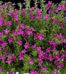 Image result for Jamesbrittenia