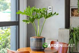 Image result for Dipcadi platyphyllum