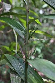 Image result for Corymborkis