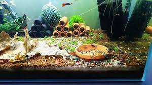 Mix Shrimptank With A Guppy Pair Video Fish Tank Plants Fish Tank Themes Aquarium Fish