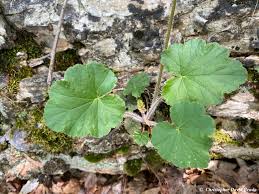 Image result for heuchera americana