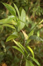 Image result for Ancylobothrys robusta