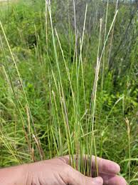 Image result for Elionurus