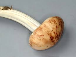 Image result for Brownleea maculata