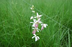 Image result for Eulophia tuberculata