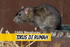 Virall cara paling senang untuk halau tikus dalam rumah. 7 Cara Paling Mudah Dan Berkesan Menghalau Tikus Di Rumah