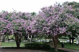 It can be planted as a specimen or in groups. Muskogee Lavender Crape Myrtle Crape Myrtle Guy Crape Myrtle Landscape Entrance Fast Growing Trees