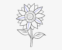 Maybe you would like to learn more about one of these? Vector Freeuse How To Draw A Sunflower Easy Step Drawing Pictures Of Sun Flower Transparent Png 678x600 Free Download On Nicepng