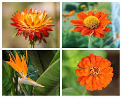 1800flowers.com has been visited by 100k+ users in the past month 30 Different Types Of Orange Flowers A Z Home Stratosphere