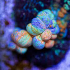 Alibaba.com offers 1,751 mushroom bouncer products. Powerball Bounce On Site Now Reef2reef Saltwater And Reef Aquarium Forum