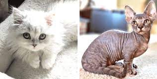 The munchkin cat or sausage cat is a relatively new breed of cat characterized by its very short legs, which are caused by genetic mutation. 7 Adorable And Strange Munchkin Crosses That Are Taking The Internet By Storm
