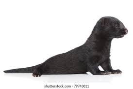 Mink Baby Images Stock Photos Vectors Shutterstock