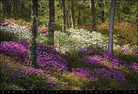 Charleston Sc Azalea Flowers And Sunlight Fairytale Forest Fine Art Landscape Photography Azalea Flower Spring Flowers Photography