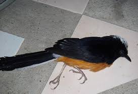 Foto burung cucak ijo mati : Penyebab Burung Mati Mendadak Yang Harus Diwaspadai Raja Kicau