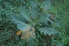 Image result for Bocconia arborea
