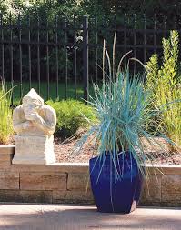 Very tall ornamental grass, perfect for borders and fence plantings (26) model# gror008. Best Ornamental Grasses For Containers Growing Ornamental Grass