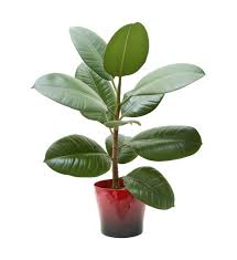 The money tree plant (pachira aquatica) is a desirable houseplant, both for the tradition it represents of bringing good fortune to a home and for its ease of care. Pin On My Saves
