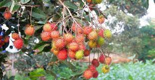 However, trees do not produce fruits just for us. 10 Fruit Bearing Trees For Your Home Garden Fruit Bearing Trees Trees