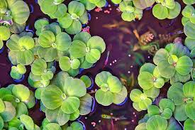 View our extensive collection of bucephalandra & more. Abstract Aquarium Aquatic Aquatic Plant Aquatic Plants Blossom Decoration Fauna Fishbowl Floating Floating House Pikist