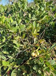 Image result for Boscia matabelensis