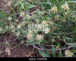 Image result for Cyathula lanceolata