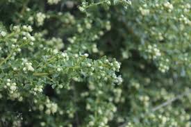 Image result for Anthericopsis sepalosa