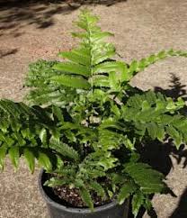 Image result for Pneumatopteris