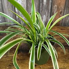Image result for Chlorophytum anceps
