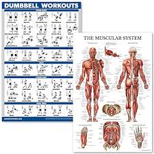 Quickfit Dumbell Workouts And Muscular System Anatomy Poster Set Laminated 2 Chart Set Dumbbell Exercise Routine Muscle Anatomy Diagram