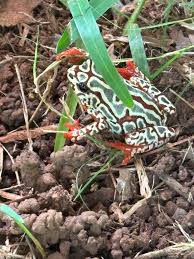 Image result for Ceratotheca integribracteata