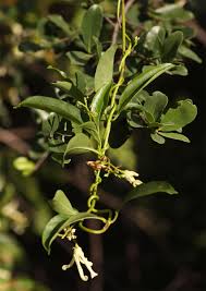 Image result for Stomatostemma monteiroae