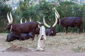 President of the african national congress. What Is Another Name For Ankole Cattle