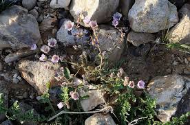 Image result for Geranium ocellatum