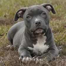 Don't miss what's happening in your neighborhood. Blue Nose Pitbull Puppies Albany Ny Yaoqunsz Images Gallery Pitbull Puppies Blue Nose Pitbull Puppies Blue Nose Pitbull