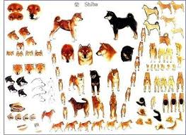 Shiba Inu Standard Shiba Inu Japanese Dogs Shiba