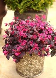 Maybe you would like to learn more about one of these? 45 Shrubs For Containers Ideas In 2021 Plants Shrubs Container Gardening