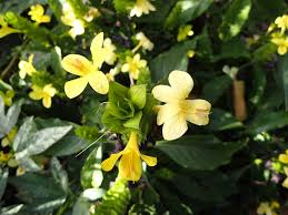 Image result for Barleria randii