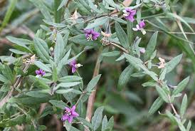 Image result for Lycium mascarenense