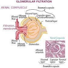 Glomerularfiltrationmembrane Physiology Renalphysiology Urinarysystem Anatomyandphysiology Glomerularfiltration Physiology Biology Notes Renal Physiology