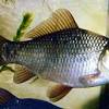 There are also several types of tiny bodied goldfish. 1